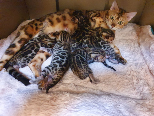 Chaton Race Bengal Tout Chat Tout Chien