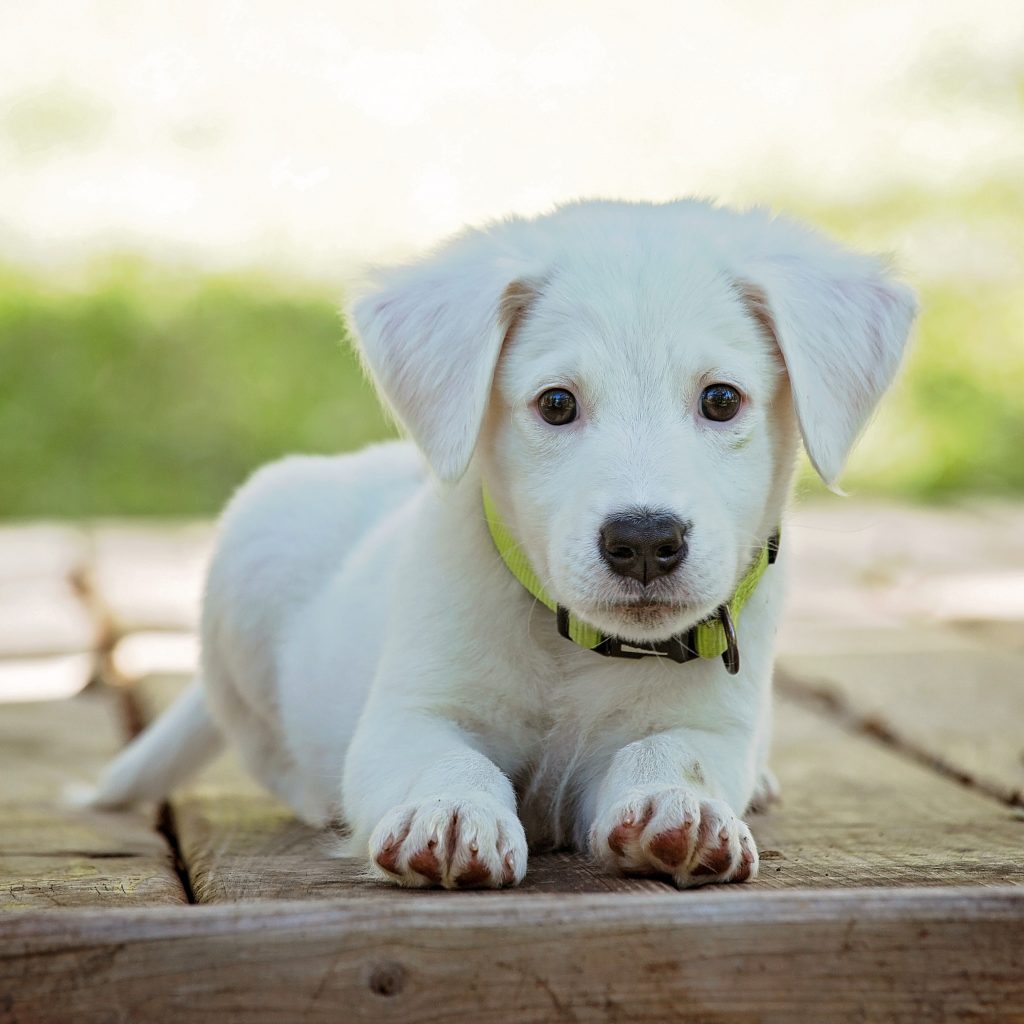 4 choses à savoir avant d'adopter un chiot