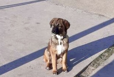 Ranger, gentil chien à l’adoption