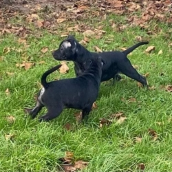 Chiots Staffordshire bull terrier