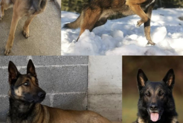 chiots Berger Belge Malinois