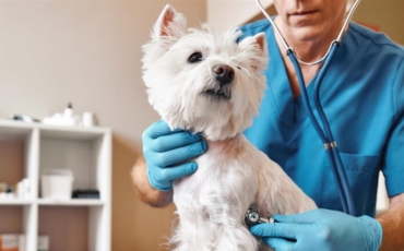 Mutuelles pour chien : quelles garanties choisir pour votre fidèle ami ?