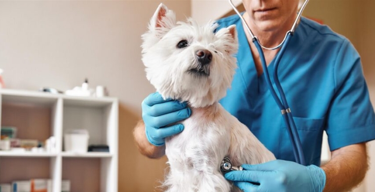 Mutuelles pour chien : quelles garanties choisir pour votre fidèle ami ?