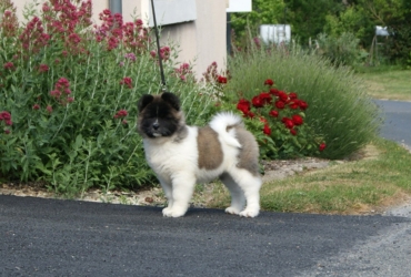 Chiot Akita Américain LOF à vendre