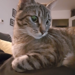 Chat femelle 2 ans cherche jardin