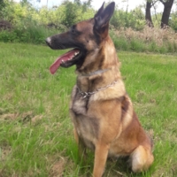 SAIKO MALINOIS