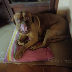 Donne dogue de bordeaux