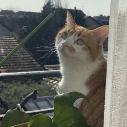 Chat bois-colombes