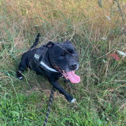 Staffie Mâle 11 ans