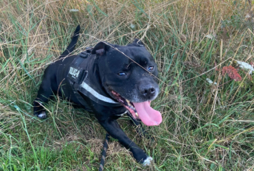 Staffie Mâle 11 ans