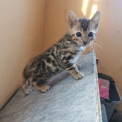 Chaton Bengal Loof