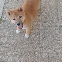 Chiot femelle Shiba inu lof