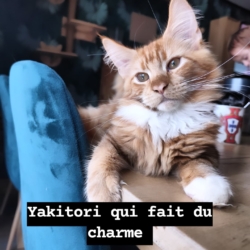 Yakitori Maine coon