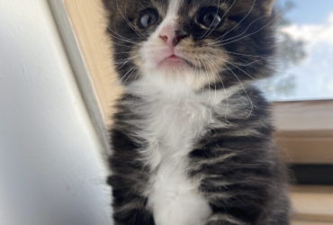 Chaton Maine Coon loof