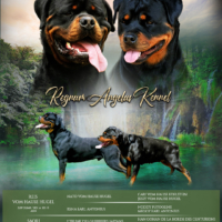 Chiot Rottweiler a reserver