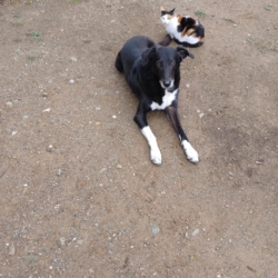 Chienne Croisé Galgo