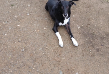 Chienne Croisé Galgo