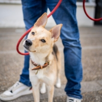 Magnifique chienne berger croisé shiba cherche sa nouvelle famille