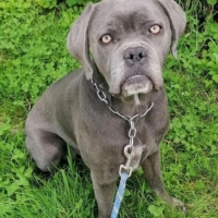 Chienne Cane Corso LOF