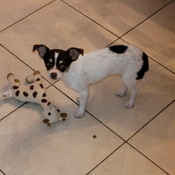 Tchika petite femelle chihuahua de 4 mois