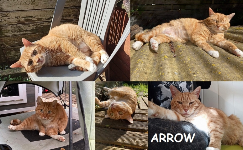 Arrow Type Europeen Non Loof 27 Tout Chat Tout Chien