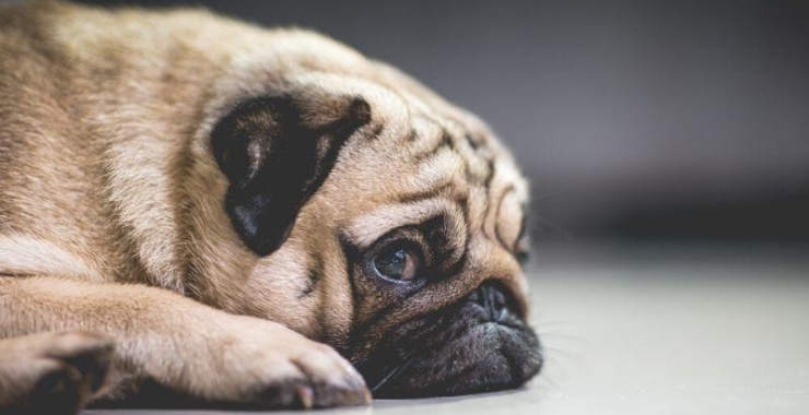 Comment Convaincre Ses Parents D Avoir Un Chien Tout Chat Tout