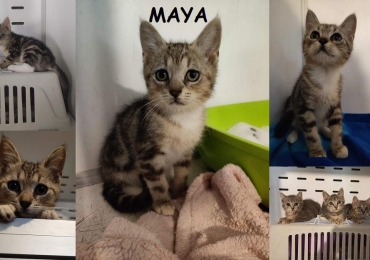 Maya Type Europeenne Non Loof 27 Tout Chat Tout Chien