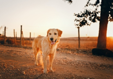 Adopter un Golden Retriever : Que faut-il prendre en compte ?