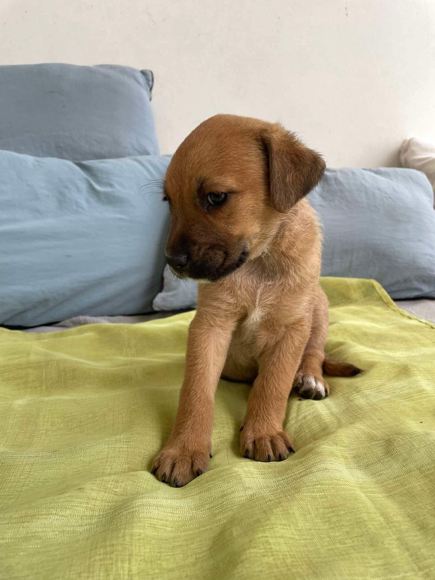 Mana femelle Croisé Berger