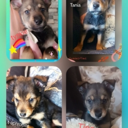 À adopter chiot femelles plus 2 mois