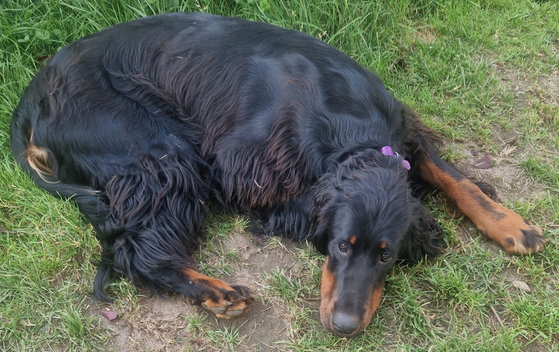 Setter Gordon mâle 1 an à adopter