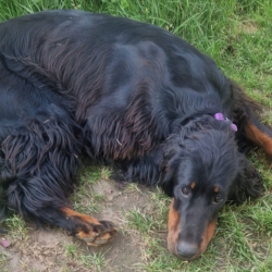 Setter Gordon mâle 1 an à adopter