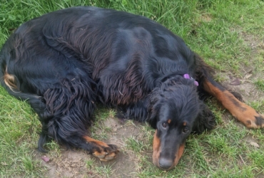 Setter Gordon mâle 1 an à adopter