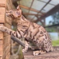 1 chaton Bengal seal tabby sepia