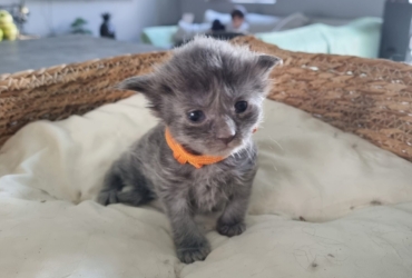 Chatons Maine Coon LOOF à réserver