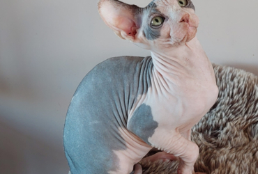 Chatons Sphynx