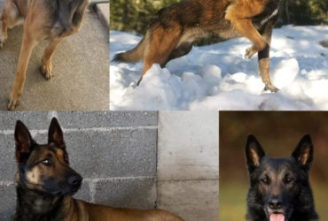 Chiot berger belge malinois LOF gros gabarit