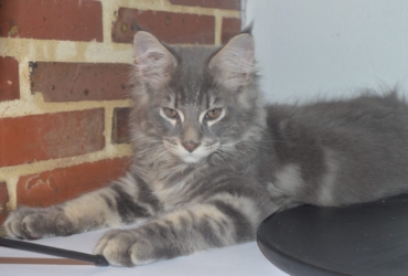 Chatons Maine coon loof