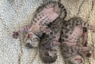 Chaton bengal loof