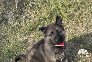 chiot berger allemand gris