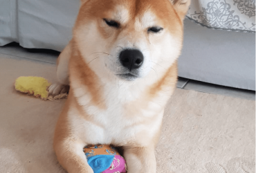 Don Shiba Inu