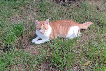 Donne chat junior roux et blanc