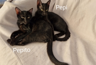 Pepito et Pepiti notre duo  de chatons coquins