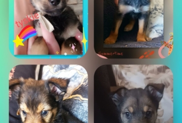 À adopter chiot femelles plus 2 mois